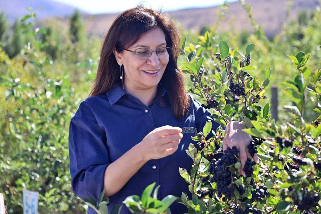 Bayburt'ta 4 yıl önce dikildi: Yüksek gelir kapısı oldu! 4